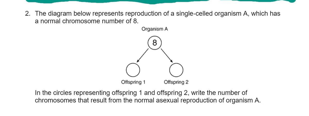 2. The diagram below represents reproduction of a single-celled organism A, which has
a normal chromosome number of 8.
Organism A
8
Offspring 1
Offspring 2
In the circles representing offspring 1 and offspring 2, write the number of
chromosomes that result from the normal asexual reproduction of organism A.
