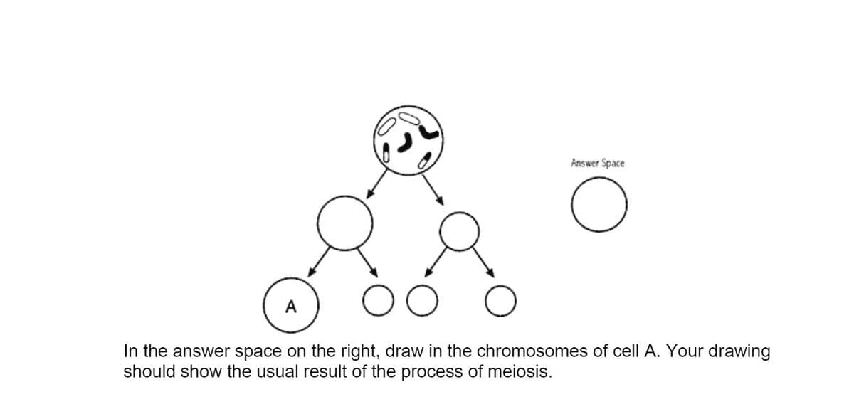 Answer Space
In the answer space on the right, draw in the chromosomes of cell A. Your drawing
should show the usual result of the process of meiosis.
