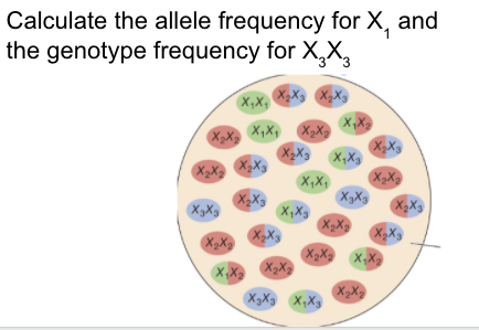 Calculate the allele frequency for X, and
the genotype frequency for X,X,
X,X,
X,X
X,X,
X,X,
X2X3
X2X3
X,X XX
