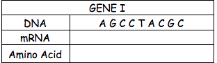 GENE I
DNA
AGCCTACGC
MRNA
Amino Acid
