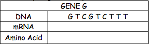 GENE G
DNA
GTCGTCTII
MRNA
Amino Acid
