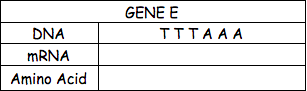 GENE E
DNA
TTTAA A
MRNA
Amino Acid

