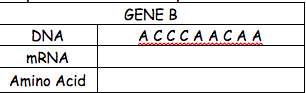 GENE B
DNA
ACCCAACA A
MRNA
Amino Acid
