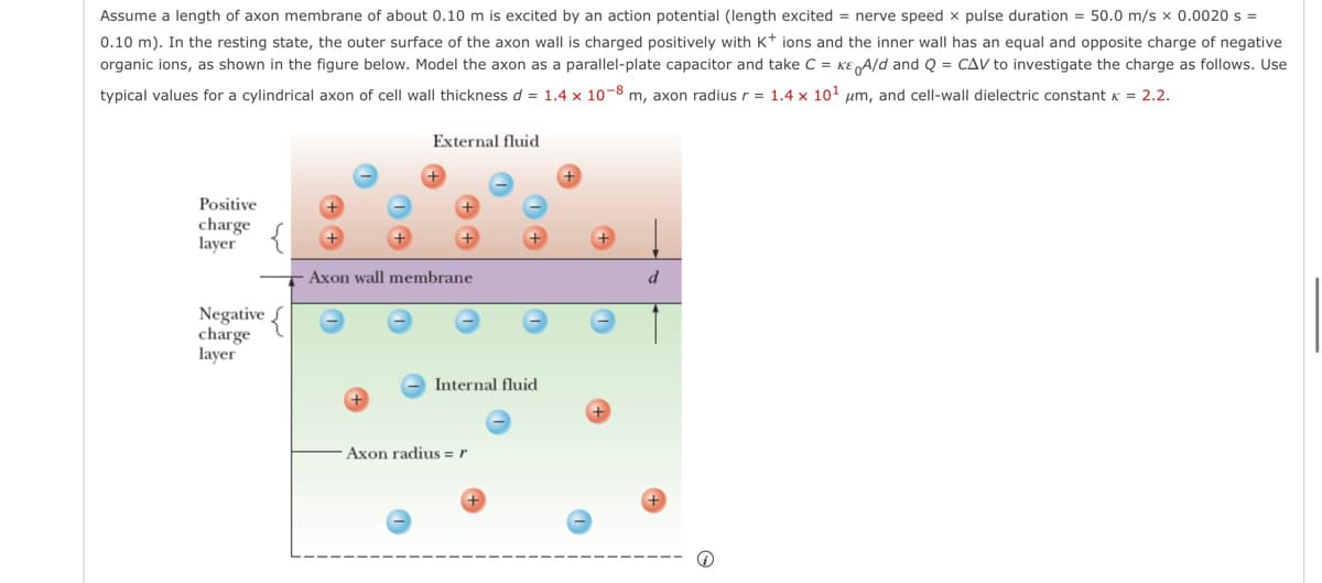 Assume a length of axon membrane of about 0.10 m is excited by an action potential (length excited = nerve speed x pulse duration = 50.0 m/s x 0.0020 s =
0.10 m). In the resting state, the outer surface of the axon wall is charged positively with K+ ions and the inner wall has an equal and opposite charge of negative
organic ions, as shown in the figure below. Model the axon as a parallel-plate capacitor and take C = KE A/d and Q = CAV to investigate the charge as follows. Use
typical values for a cylindrical axon of cell wall thickness d = 1.4 x 10-8 m, axon radius r = 1.4 x 10¹ μm, and cell-wall dielectric constant x = 2.2.
Positive
charge
layer
Negative {
charge
layer
External fluid
Axon wall membrane
Ⓡ
Internal fluid
Axon radius = r
+
d