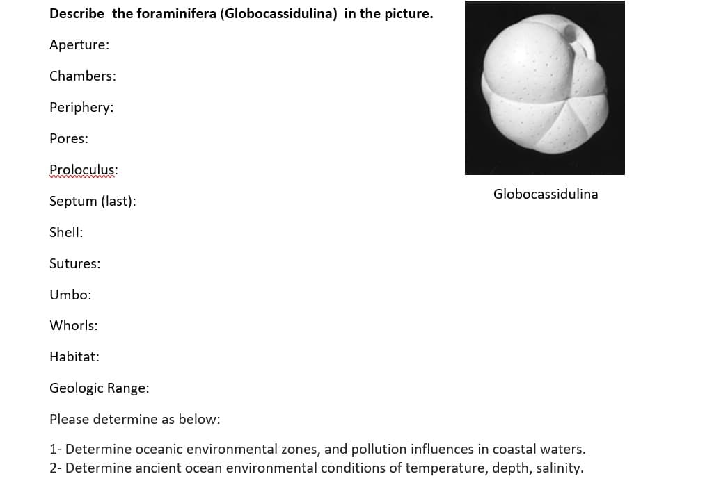 Describe the foraminifera (Globocassidulina) in the picture.
Aperture:
Chambers:
Periphery:
Pores:
Proloculus:
Globocassidulina
Septum (last):
Shell:
Sutures:
Umbo:
Whorls:
Habitat:
Geologic Range:
Please determine as below:
1- Determine oceanic environmental zones, and pollution influences in coastal waters.
2- Determine ancient ocean environmental conditions of temperature, depth, salinity.
