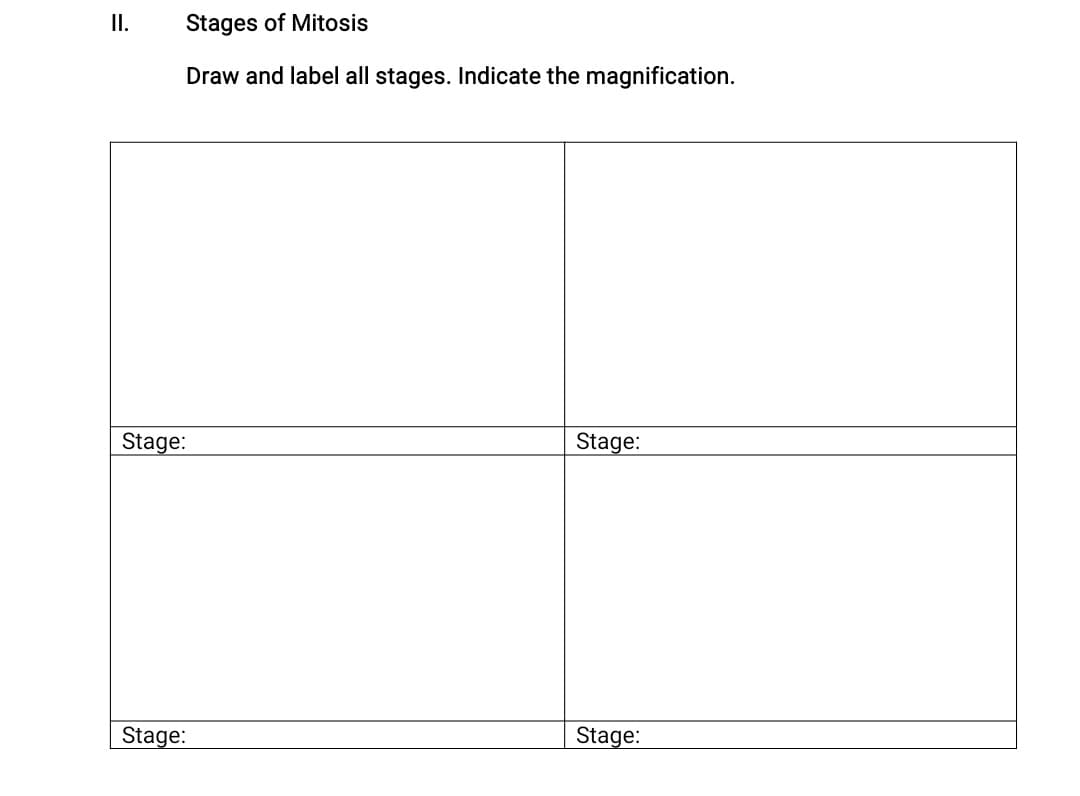 II.
Stages of Mitosis
Draw and label all stages. Indicate the magnification.
Stage:
Stage:
Stage:
Stage:
