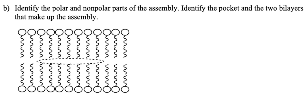 b) Identify the polar and nonpolar parts of the assembly. Identify the pocket and the two bilayers
that make up the assembly.
Omm ww
Qmm w
Omn, wð
Ommi
Ommi
Ommi
Omm inmo
Ornn w
