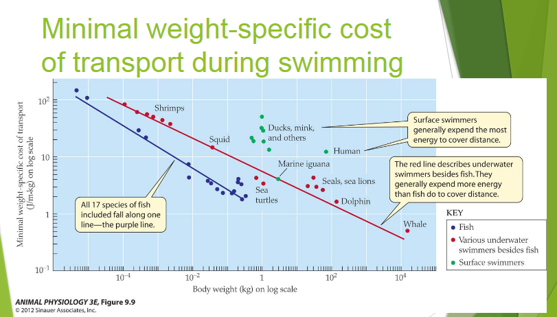 Minimal weight-specific cost of transport
(J/m-kg) on log scale
Minimal weight-specific cost
of transport during swimming
10²
10
10-1
www
All 17 species of fish
included fall along one
line-the purple line.
10-4
Shrimps
ANIMAL PHYSIOLOGY 3E, Figure 9.9
© 2012 Sinauer Associates, Inc.
Squid
Ducks, mink,
and others
Marine iguana
Sea
turtles
10-²
1
Body weight (kg) on log scale
___
Human
Seals, sea lions
Dolphin
10²
Surface swimmers
generally expend the most
energy to cover distance.
The red line describes underwater
swimmers besides fish. They
generally expend more energy
than fish do to cover distance.
KEY
Whale
104
Fish
Various underwater
swimmers besides fish
• Surface swimmers