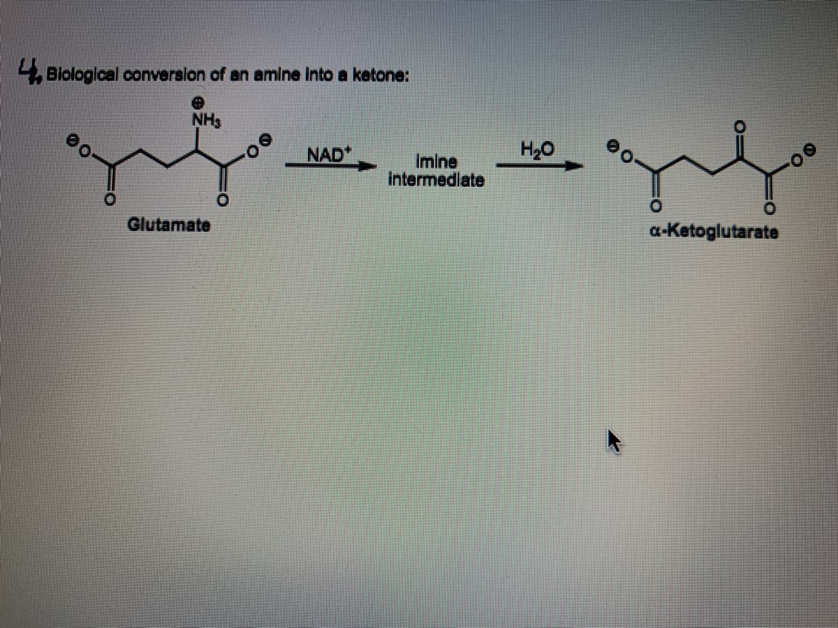 4. Blologlcal converslon of an amlne Into a ketone:
NH3
O.
NAD*
H,O
Imine
Intermedlate
Glutamate
a-Ketoglutarate
