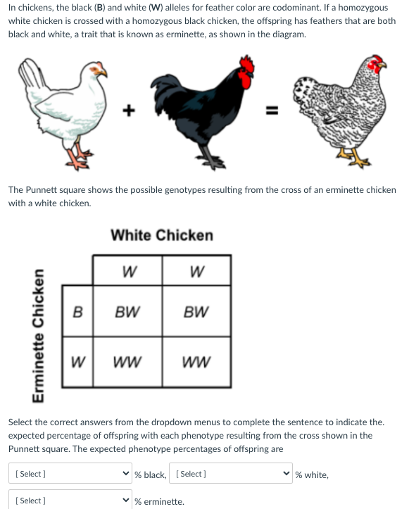 In chickens, the black (B) and white (W) alleles for feather color are codominant. If a homozygous
white chicken is crossed with a homozygous black chicken, the offspring has feathers that are both
black and white, a trait that is known as erminette, as shown in the diagram.
+
The Punnett square shows the possible genotypes resulting from the cross
with a white chicken.
f an erminette chicken
White Chicken
W
W
B
BW
BW
W
ww
Select the correct answers from the dropdown menus to complete the sentence to indicate the.
expected percentage of offspring with each phenotype resulting from the cross shown in the
Punnett square. The expected phenotype percentages of offspring are
[ Select ]
% black, (Select]
% white,
[ Select ]
% erminette.
Erminette Chicken
