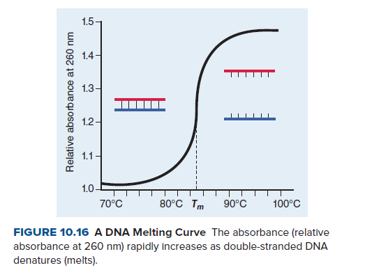1.5
1.4-
1.3-
1.2-
1.1-
1.0-
70°C
80°C Tm
90°C
100°C
FIGURE 10.16 A DNA Melting Curve The absorbance (relative
absorbance at 260 nm) rapidly increases as double-stranded DNA
denatures (melts).
Relative absorbance at 260 nm
