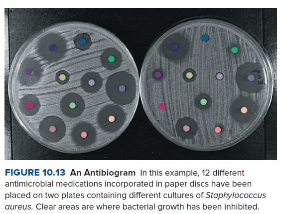 FIGURE 10.13 An Antibiogram In this example, 12 different
antimicrobial medications incorporated in paper discs have been
placed on two plates containing different cultures of Staphylococcus
aureus. Clear areas are where bacterial growth has been inhibited.
