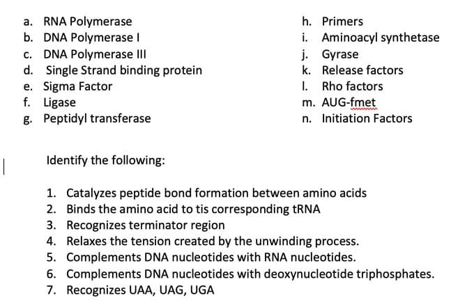 a. RNA Polymerase
b. DNA Polymerase I
c. DNA Polymerase III
d. Single Strand binding protein
e. Sigma Factor
f. Ligase
g. Peptidyl transferase
h. Primers
i. Aminoacyl synthetase
j. Gyrase
k. Release factors
I. Rho factors
m. AUG-fmet
n. Initiation Factors
Identify the following:
1. Catalyzes peptide bond formation between amino acids
2. Binds the amino acid to tis corresponding TRNA
3. Recognizes terminator region
4. Relaxes the tension created by the unwinding process.
5. Complements DNA nucleotides with RNA nucleotides.
6. Complements DNA nucleotides with deoxynucleotide triphosphates.
7. Recognizes UAA, UAG, UGA
