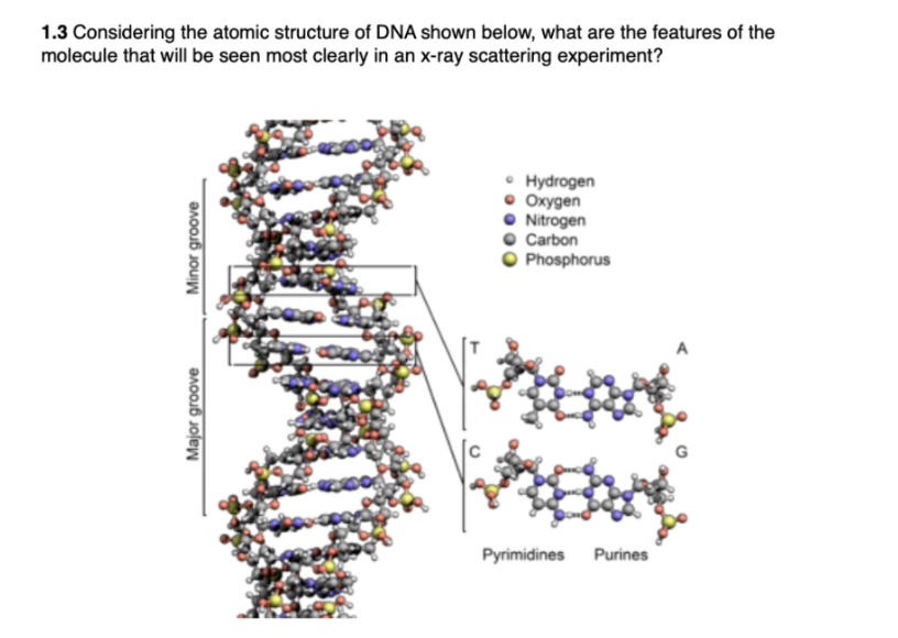 1.3 Considering the atomic structure of DNA shown below, what are the features of the
molecule that will be seen most clearly in an x-ray scattering experiment?
Hydrogen
• Oxygen
• Nitrogen
Carbon
Phosphorus
Pyrimidines Purines
Minor groove
Major groove
