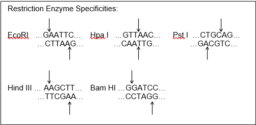 Restriction Enzyme Specificities:
GAATTC... Hpal.GTTAAC...
..CTTAAG...
PstI .CTGCAG...
..GẠCGTC...
EcoRI
..CAAȚTG...
Hind III .. AAGCTT... Bam HI...GGATCC..
..TTCGAA...
.CCTAGG...
