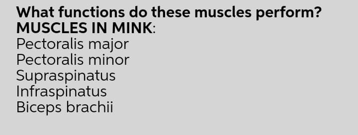 What functions do these muscles perform?
MUSCLES IN MINK:
Pectoralis major
Pectoralis minor
Supraspinatus
Infraspinatus
Biceps brachii
