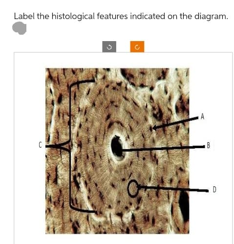 Label the histological features indicated on the diagram.
C
A
B
D