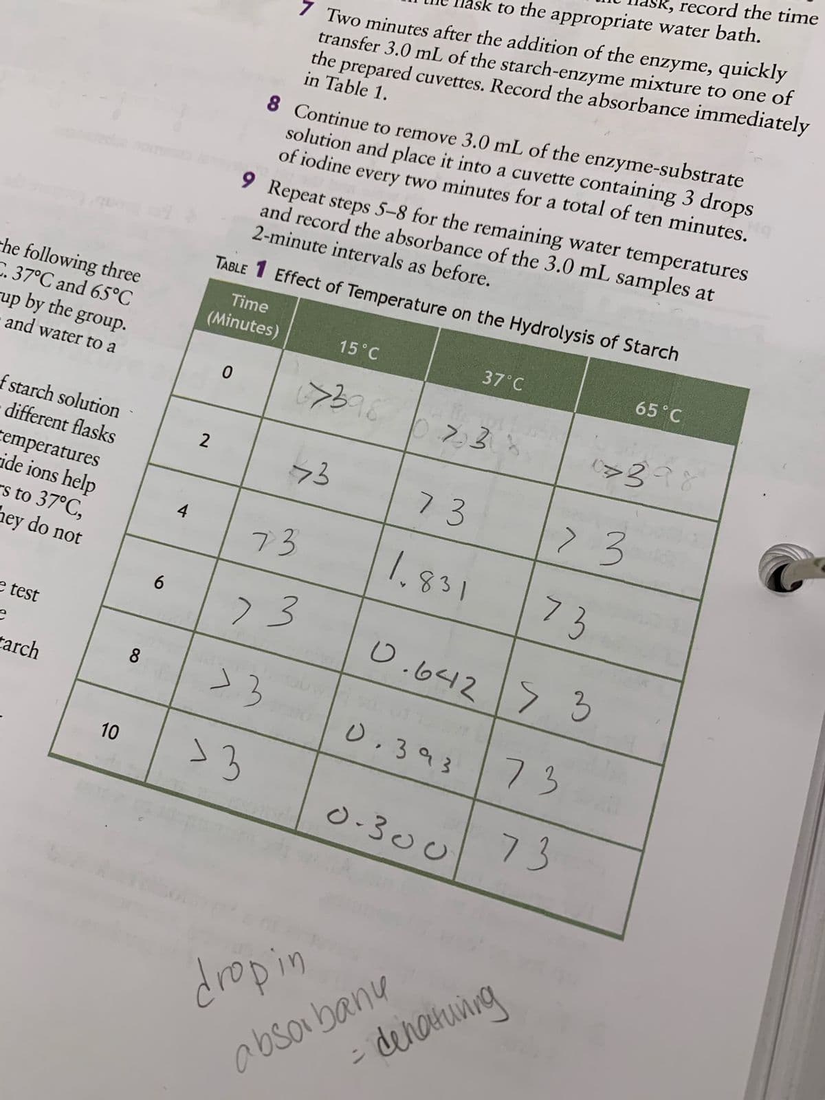 the following three
C. 37°C and 65°C
up by the group.
and water to a
of starch solution
different flasks
temperatures
ide ions help
s to 37°C,
hey do not
e test
e
tarch
10
6
8
2
record the time
sk to the appropriate water bath.
7 Two minutes after the addition of the enzyme, quickly
transfer 3.0 mL of the starch-enzyme mixture to one of
the prepared cuvettes. Record the absorbance immediately
in Table 1.
8 Continue to remove 3.0 mL of the enzyme-substrate
solution and place it into a cuvette containing 3 drops
of iodine every two minutes for a total of ten minutes.
2-minute intervals as before.
9 Repeat steps 5-8 for the remaining water temperatures
and record the absorbance of the 3.0 mL samples at
Effect of Temperature on the Hydrolysis of Starch
TABLE
Time
(Minutes)
15˚C
37°C
65 °C
0
67398 0238
0> 398
73
73
7
> 3
1.831
73
0.642 3
0.393
73
0.300
73
73
>3
>3
dropin
absorbany
- denaturing
73