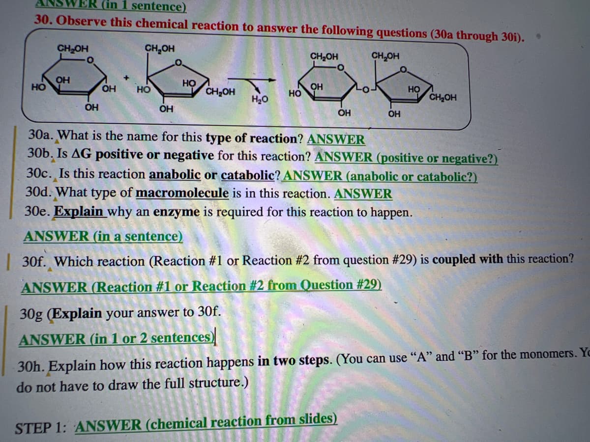 ER (in 1 sentence)
30. Observe this chemical reaction to answer the following questions (30a through 30i).
CH₂OH
HO
CH₂OH
OH
OH
OH
+
HO
OH
HO
CH₂OH
H₂O
HO
CH₂OH
30g (Explain your answer to 30f.
ANSWER (in 1 or 2 sentences)
OH
OH
20
CH₂OH
OH
STEP 1: ANSWER (chemical reaction from slides)
НО
30a. What is the name for this type of reaction? ANSWER
30b. Is AG positive or negative for this reaction? ANSWER (positive or negative?)
A
CH₂OH
30c. Is this reaction anabolic or catabolic? ANSWER (anabolic or catabolic?)
30d. What type of macromolecule is in this reaction. ANSWER
30e. Explain why an enzyme is required for this reaction to happen.
ANSWER (in a sentence)
30f. Which reaction (Reaction #1 or Reaction #2 from question #29) is coupled with this reaction?
ANSWER (Reaction #1 or Reaction #2 from Question #29)
30h. Explain how this reaction happens in two steps. (You can use "A" and "B" for the monomers. Yo
do not have to draw the full structure.)