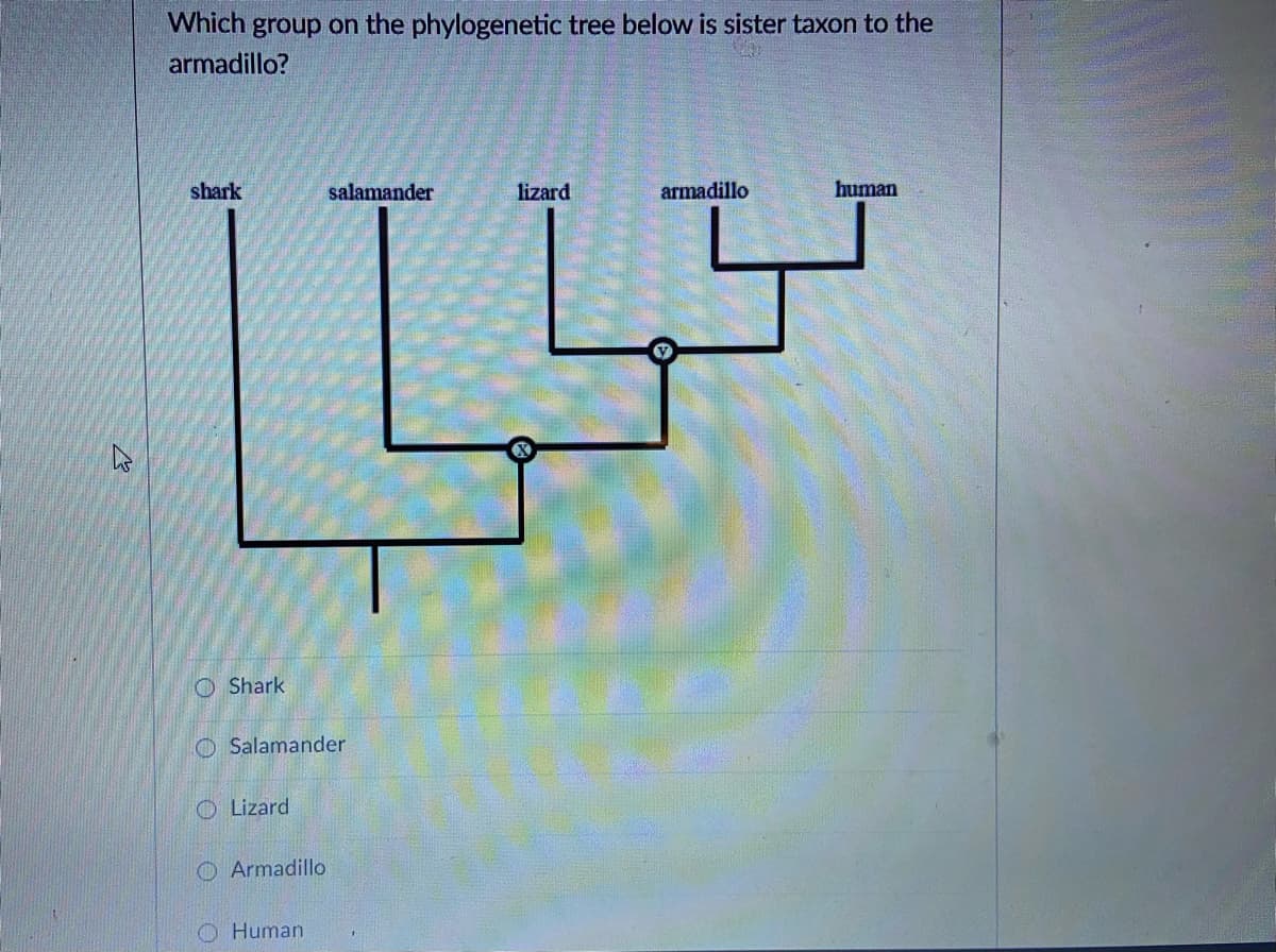 Which group on the phylogenetic tree below is sister taxon to the
armadillo?
shark
salamander
lizard
armadillo
human
O Shark
O Salamander
O Lizard
O Armadillo
O Human
