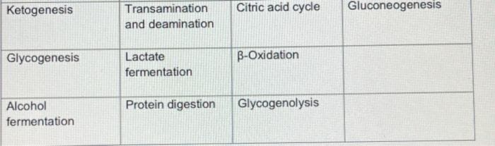 Ketogenesis
Transamination
Citric acid cycle
Gluconeogenesis
and deamination
Glycogenesis
Lactate
B-Oxidation
fermentation
Alcohol
Protein digestion
Glycogenolysis
fermentation
