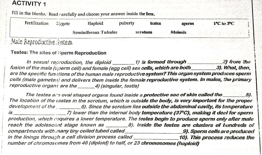ACTIVITY 1
Fill in the blanks. Read carefully and choose your answer inside the box.
Fertilization
Zygote
Haploid
puberty
testes
sperm
1°C to 3C
Seminiferous Tubules
scrotum
Meiosis
Male Reproductive .System
Testes: The sites of iperm Reproduction
In sexual reproduction, the diploid
fusion of the male (sperm cell) and female (egg cell) sex cells, which are both
2) from the
3). What, then,
1) is formed through
are the specific functions of the human male reproductivesystem? This organ system produces sperm
cells (male gamete:) and delivers them inside the female reproductive system. In males, the primary
4) (singular, testis)
reproductive organs are the
The testes are oval shaped organs found inside a protective sac of skin called the
5).
The location of the testes in the scrotum, which is outside the body, is very important for the proper
6). Since the scrotum lies outside the abdomisal cavity, its temperature
7) lower than the internal body temperature (3rC), making it deel for sperm
production, which requires a lower temperature. The testes begin to produce spem only after male
8). Inside the testes are clusters of hundreds of
development of the
is
reach the adolescent stage known as
compartments with nany tiny coiled tubed called
in the linings through a cell division process called
number of chromosomes from 46 (diploid) to half, or 23 chromosomes (hapkoid)
9). Sperm cells are produced
10). This process reduces the
