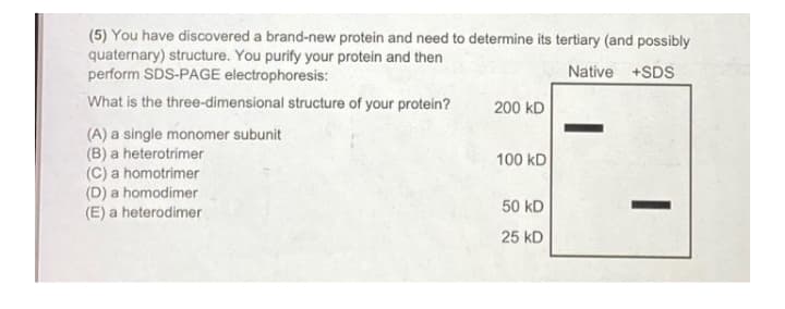 (5) You have discovered a brand-new protein and need to determine its tertiary (and possibly
quaternary) structure. You purify your protein and then
perform SDS-PAGE electrophoresis:
Native +SDS
What is the three-dimensional structure of your protein?
200 kD
(A) a single monomer subunit
(B) a heterotrimer
(C) a homotrimer
(D) a homodimer
(E) a heterodimer
100 kD
50 kD
25 kD
