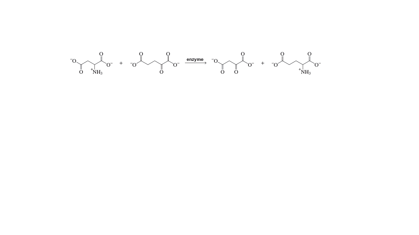 O.
enzyme
O.
+
TO
*NH3
*NH3
