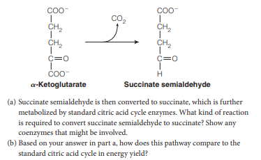 COO-
Coo-
co,
CH,
CH,
CH,
CH,
C=0
c=0
H
a-Ketoglutarate
Succinate semialdehyde
(a) Succinate semialdehyde is then converted to succinate, which is further
metabolized by standard citric acid cycle enzymes. What kind of reaction
is required to convert succinate semialdehyde to succinate? Show any
coenzymes that might be involved.
(b) Based on your answer in part a, how does this pathway compare to the
standard citric acid cycle in energy yield?
