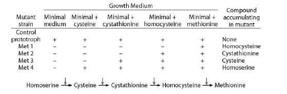 Growth Medium
Compound
accumulating
Minimal
Minimal Minimal +
Minimal
Minimal
Mutant
medium cysteine cystathionine homocysteine methionine
strain
Control
prototroph
in mutant
None
+
+
+
Met
Homocysteine
Cystathionine
Cysteine
Homoserine
+
Met 2
+
Met 3
+
Met 4
+
+
+
Homocysteine Methionine
CysteineCystathionine
Homoserine
