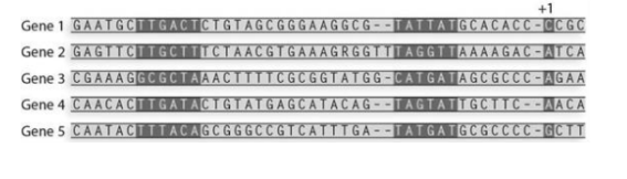 +1
Gene 1 GAATGCITGACTCTGTAGCGGGAAGGCG--TATTATGCACACC-CCGC
Gene 2 GAGTTCITGCTTICTAACGIGAAAGRGGTTTAGGTTAAA AGAC-ATCA
Gene 3 CGAAAGGCGCTAAACTMICGCGGTATGG-CATGATAGCGCCC-AGAA
Gene 4 CAACACTTGATACTGTATGAGCATACAG--TAGTATTGCTTC--AACA
Gene 5 CAATACTTTACAGCGGGCCGTCATTTGA --TATGATGCGCCCC-GCTT
