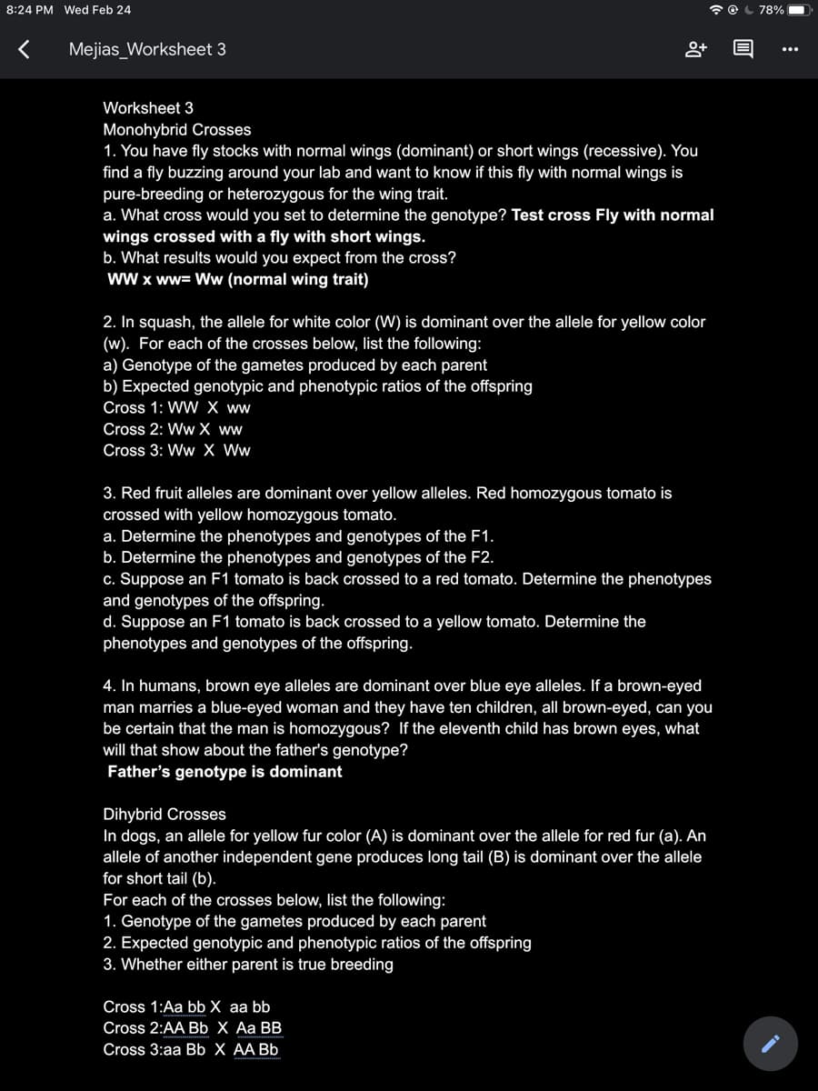 8:24 PM Wed Feb 24
78%
Mejias_Worksheet 3
Worksheet 3
Monohybrid Crosses
1. You have fly stocks with normal wings (dominant) or short wings (recessive). You
find a fly buzzing around your lab and want to know if this fly with normal wings is
pure-breeding or heterozygous for the wing trait.
a. What cross would you set to determine the genotype? Test cross Fly with normal
wings crossed with a fly with short wings.
b. What results would you expect from the cross?
ww x ww= Ww (normal wing trait)
2. In squash, the allele for white color (W) is dominant over the allele for yellow color
(w). For each of the crosses below, list the following:
a) Genotype of the gametes produced by each parent
b) Expected genotypic and phenotypic ratios of the offspring
Cross 1: WW X ww
Cross 2: Ww X ww
Cross 3: Ww X Ww
3. Red fruit alleles are dominant over yellow alleles. Red homozygous tomato is
crossed with yellow homozygous tomato.
a. Determine the phenotypes and genotypes of the F1.
b. Determine the phenotypes and genotypes of the F2.
c. Suppose an F1 tomato is back crossed to a red tomato. Determine the phenotypes
and genotypes of the offspring.
d. Suppose an F1 tomato is back crossed to a yellow tomato. Determine the
phenotypes and genotypes of the offspring.
4. In humans, brown eye alleles are dominant over blue eye alleles. If a brown-eyed
man marries a blue-eyed woman and they have ten children, all brown-eyed, can you
be certain that the man is homozygous? If the eleventh child has brown eyes, what
will that show about the father's genotype?
Father's genotype is dominant
Dihybrid Crosses
In dogs, an allele for yellow fur color (A) is dominant over the allele for red fur (a). An
allele of another independent gene produces long tail (B) is dominant over the allele
for short tail (b).
For each of the crosses below, list the following:
1. Genotype of the gametes produced by each parent
2. Expected genotypic and phenotypic ratios of the offspring
3. Whether either parent is true breeding
Cross 1:Aa bb X aa bb
Cross 2:AA Bb X Aa BB
Cross 3:aa Bb X AA Bb
