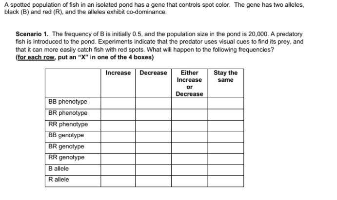 A spotted population of fish in an isolated pond has a gene that controls spot color. The gene has two alleles,
black (B) and red (R), and the alleles exhibit co-dominance.
Scenario 1. The frequency of B is initially 0.5, and the population size in the pond is 20,000. A predatory
fish is introduced to the pond. Experiments indicate that the predator uses visual cues to find its prey, and
that it can more easily catch fish with red spots. What will happen to the following frequencies?
(for each row, put an “X" in one of the 4 boxes)
Increase Decrease
Either
Stay the
Increase
same
or
Decrease
BB phenotype
BR phenotype
RR phenotype
BB genotype
BR genotype
RR genotype
B allele
R allele
