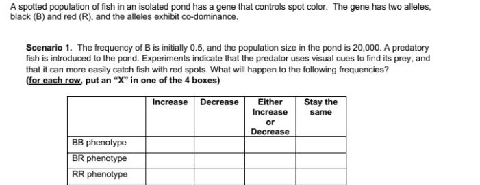 A spotted population of fish in an isolated pond has a gene that controls spot color. The gene has two alleles,
black (B) and red (R), and the alleles exhibit co-dominance.
Scenario 1. The frequency of B is initially 0.5, and the population size in the pond is 20,000. A predatory
fish is introduced to the pond. Experiments indicate that the predator uses visual cues to find its prey, and
that it can more easily catch fish with red spots. What will happen to the following frequencies?
(for each row, put an “X" in one of the 4 boxes)
Increase Decrease
Either
Increase
or
Decrease
Stay the
same
BB phenotype
BR phenotype
RR phenotype
