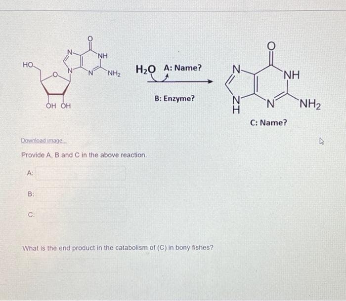 NH
но.
H20 A: Name?
NH2
NH
B: Enzyme?
Он ОН
N.
NH2
C: Name?
Download image
Provide A, B and C in the above reaction.
A:
B:
C:
What is the end product in the catabolism of (C) in bony fishes?
