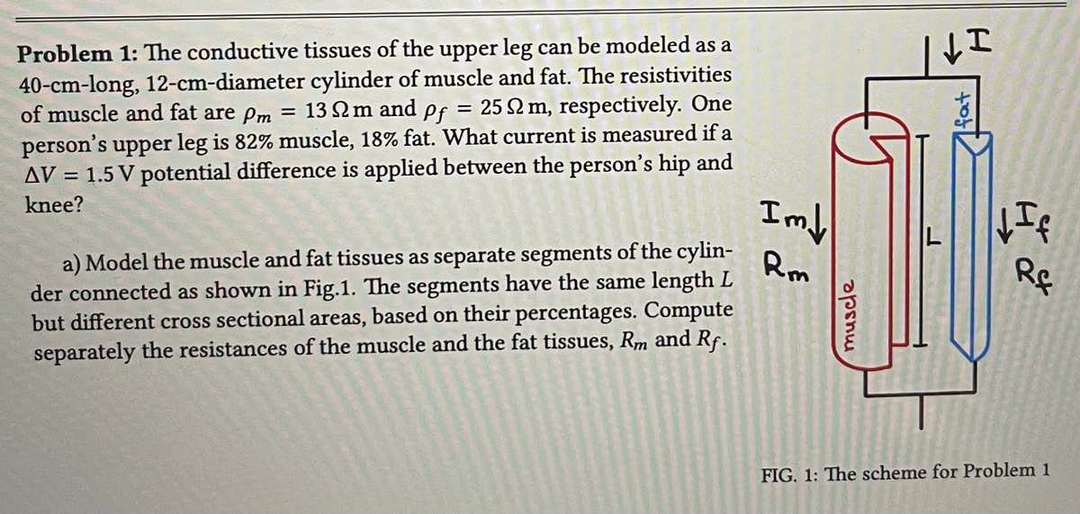 Problem 1: The conductive tissues of the upper leg can be modeled as a
40-cm-long, 12-cm-diameter cylinder of muscle and fat. The resistivities
of muscle and fat are Pm = 13 Nm and pf = 25 m, respectively. One
person's upper leg is 82% muscle, 18% fat. What current is measured if a
AV = 1.5 V potential difference is applied between the person's hip and
knee?
a) Model the muscle and fat tissues as separate segments of the cylin-
der connected as shown in Fig.1. The segments have the same length L
but different cross sectional areas, based on their percentages. Compute
separately the resistances of the muscle and the fat tissues, Rm and Rf.
Im↓
Rm
H
muscle
fat
↓ff
Rf
FIG. 1: The scheme for Problem 1