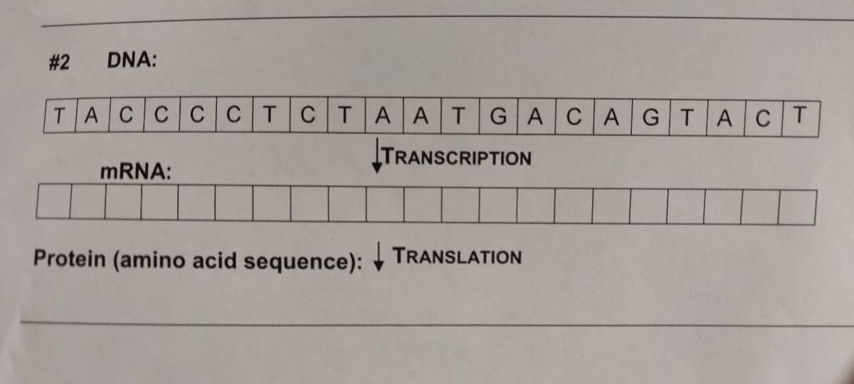 #2
DNA:
TACCCCTCTAATGACAGTACT
TRANSCRIPTION
mRNA:
Protein (amino acid sequence): TRANSLATION