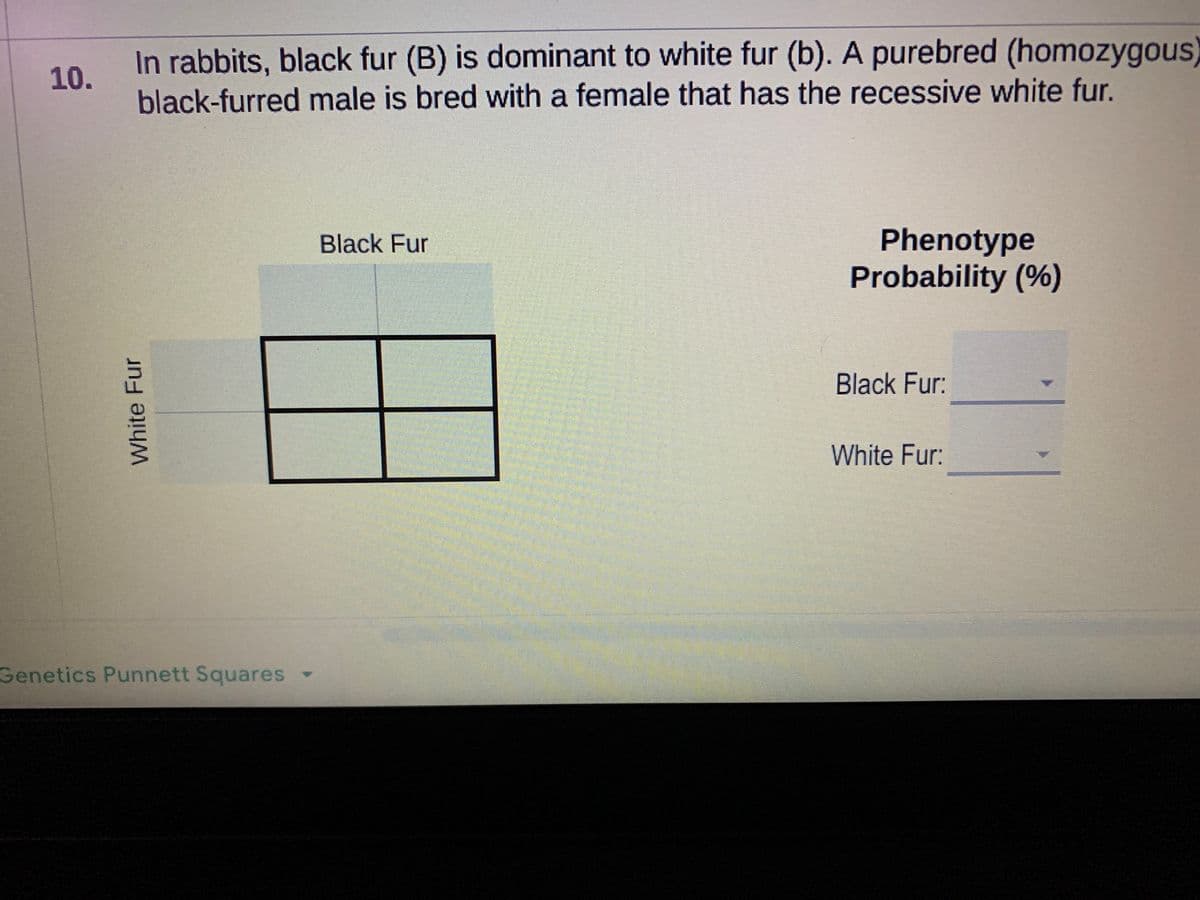 In rabbits, black fur (B) is dominant to white fur (b). A purebred (homozygous)
10.
black-furred male is bred with a female that has the recessive white fur.
Phenotype
Probability (%)
Black Fur
Black Fur:
White Fur:
Genetics Punnett Squares
White Fur
