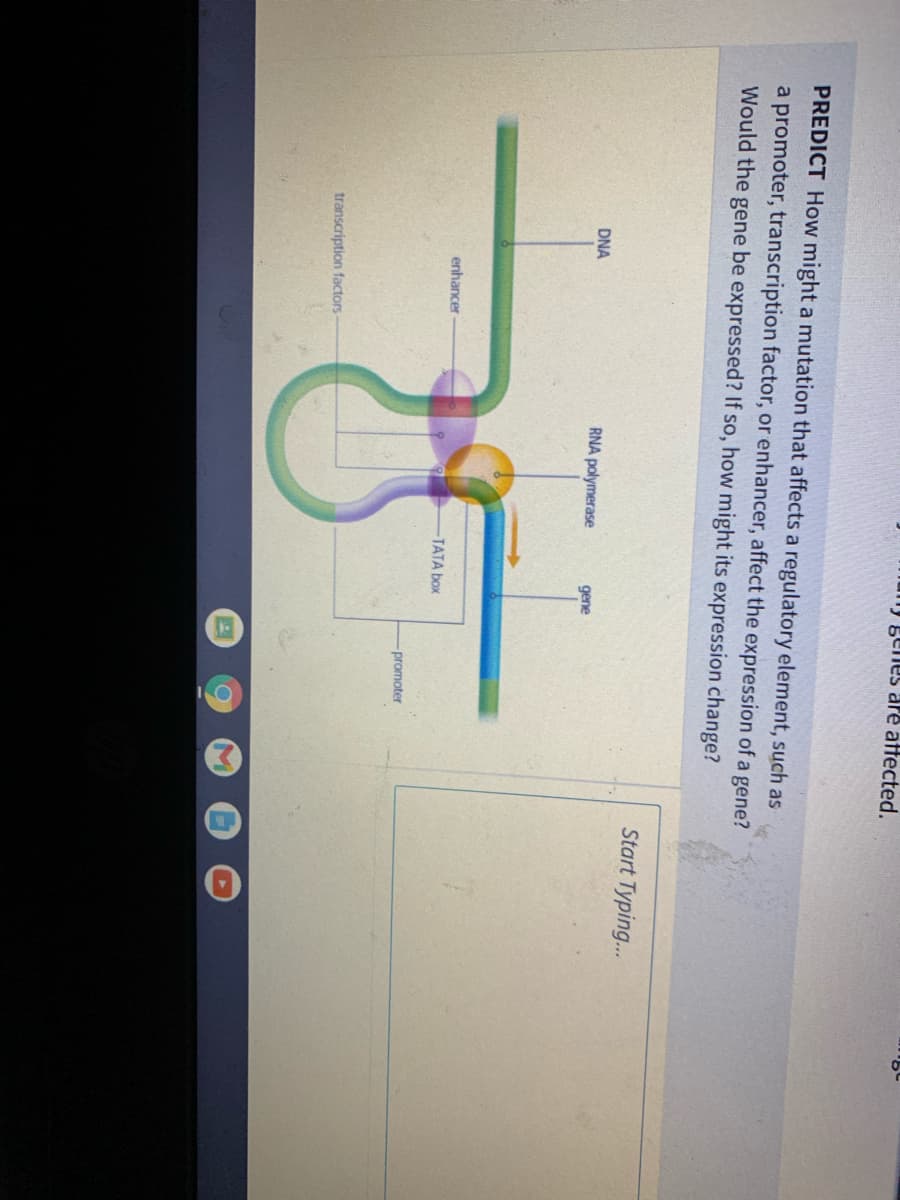 ") genes are atftected.
PREDICT How might a mutation that affects a regulatory element, such as
a promoter, transcription factor, or enhancer, affect the expression of a gene?
Would the gene be expressed? If so, how might its expression change?
Start Typing...
DNA
RNA polymerase
gene
enhancer
TATA box
promoter
transcription factors
