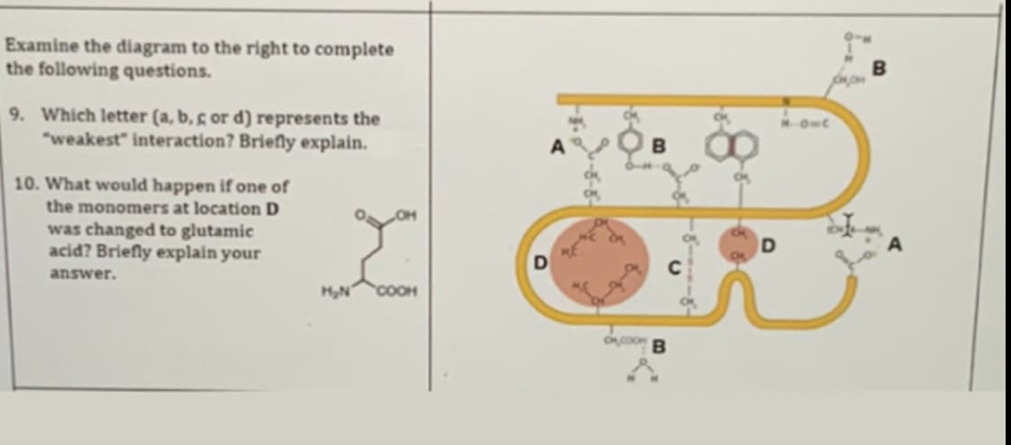 Examine the diagram to the right to complete
the following questions.
9. Which letter (a, b, s or d) represents the
"weakest" interaction? Briefly explain.
B
10. What would happen if one of
the monomers at location D
was changed to glutamic
acid? Briefly explain your
answer.
COOH

