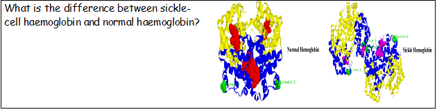 What is the difference between sickle-
cell haemoglobin and normal haemoglobin?
Normal Hemoglobin
5
altre 5
Sickle Hemoglobin