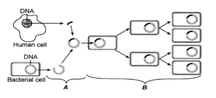 DŅA
Human cell
DNA
Bacterial cell
A
B
0900
