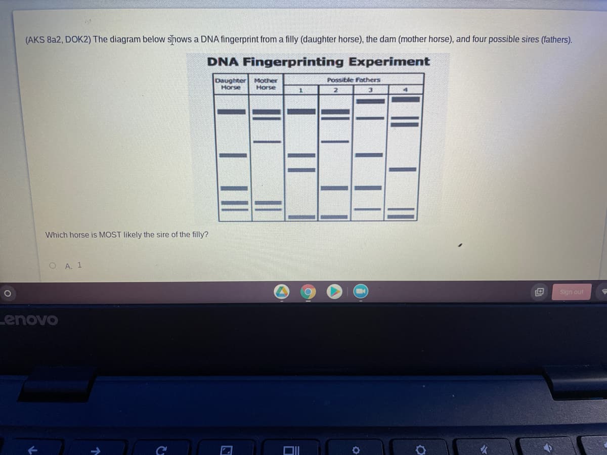 (AKS 8a2, DOK2) The diagram below shows a DNA fingerprint from a filly (daughter horse), the dam (mother horse), and four possible sires (fathers).
DNA Fingerprinting Experiment
Daughter Mother
Horse
Possible Fathers
Horse
1.
Which horse is MOST likely the sire of the filly?
O A. 1
Sign out
Lenovo
