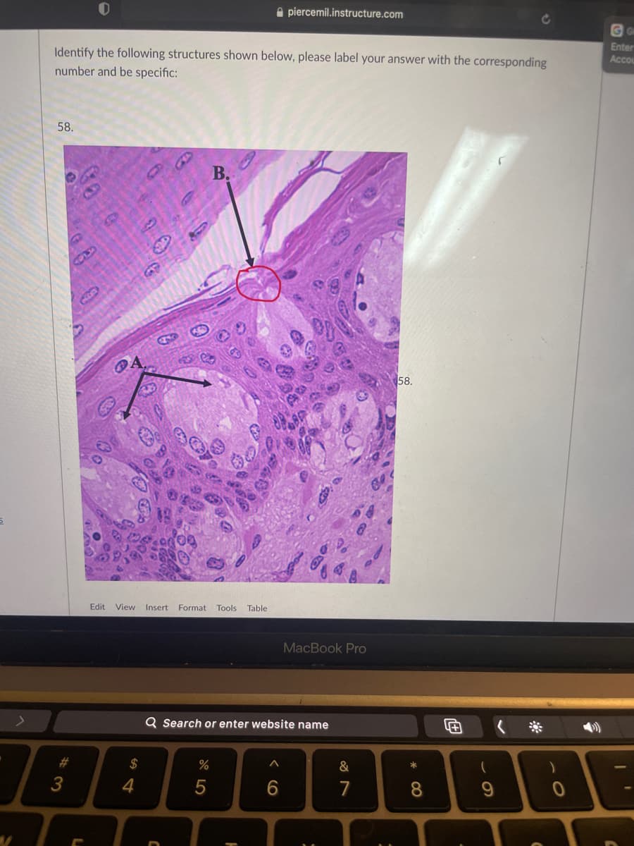 A piercemil.instructure.com
Enter
Accou
Identify the following structures shown below, please label your answer with the corresponding
number and be specific:
58.
B.
58.
Edit
View Insert
Format
Tools Table
MacBook Pro
Q Search or enter website name
%23
$
&
4
7
8.
9
