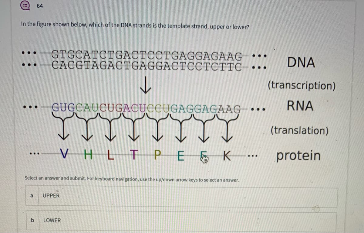 E 64
In the figure shown below, which of the DNA strands is the template strand, upper or lower?
GTGCATCTGACTCCTGAGGAGAAG
САCGTAGAСTGAGGACTССТСТТС
...
...
DNA
...
...
(transcription)
GUGCAUCUGACUCCUGAGGAGAAG
RNA
•..
...
(translation)
VHLT PE
K
protein
...
Select an answer and submit. For keyboard navigation, use the up/down arrow keys to select an answer.
a
UPPER
b.
LOWER
