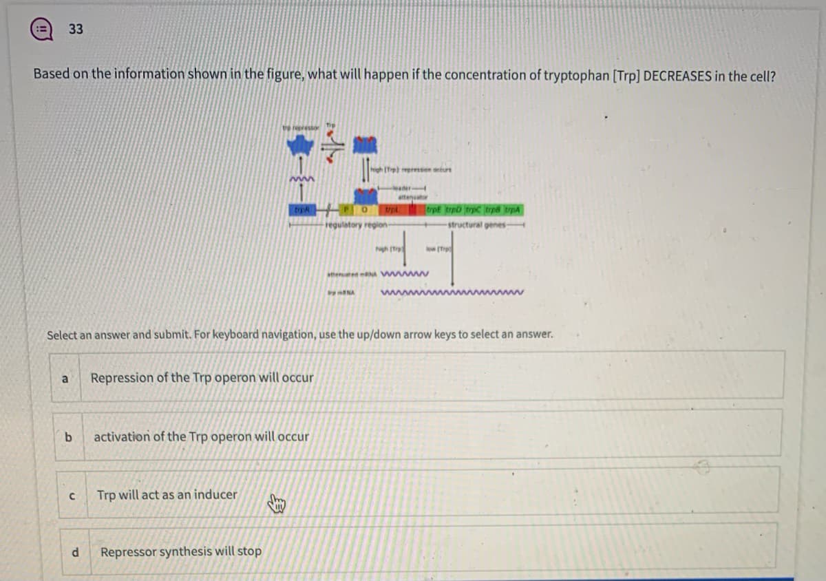 33
Based on the information shown in the figure, what will happen if the concentration of tryptophan [Trp] DECREASES in the cell?
[ ression orturs
attenuato
rpl trpE trpb (trpc trp8 trpA
regulatory region
-structural genes
hgh (tr
tterted A w
ENA
www
Select an answer and submit. For keyboard navigation, use the up/down arrow keys to select an answer.
Repression of the Trp operon will occur
a
b.
activation of the Trp operon will occur
Trp will act as an inducer
d.
Repressor synthesis will stop
