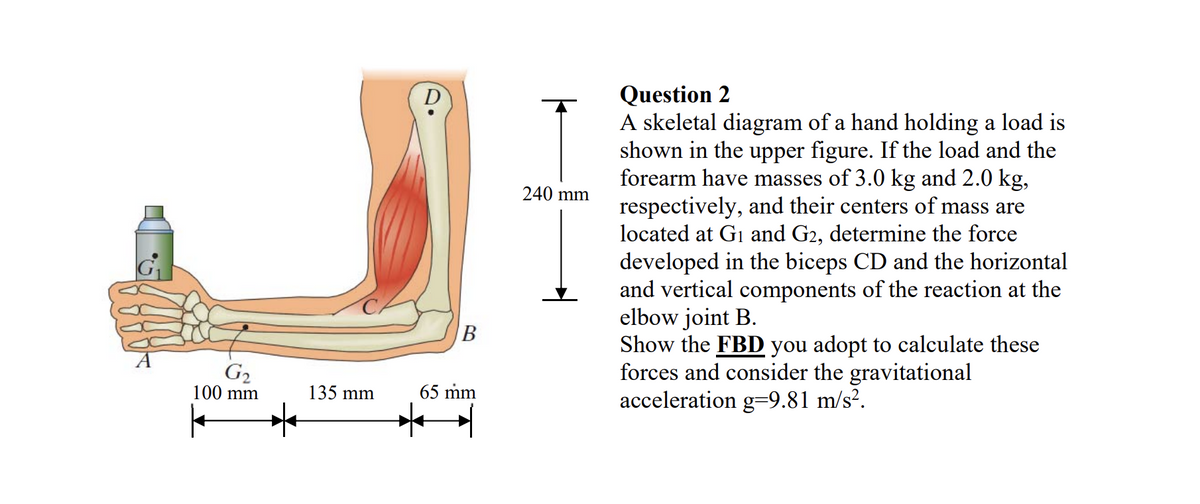 Question 2
A skeletal diagram of a hand holding a load is
shown in the upper figure. If the load and the
forearm have masses of 3.0 kg and 2.0 kg,
respectively, and their centers of mass are
located at Gi and G2, determine the force
developed in the biceps CD and the horizontal
and vertical components of the reaction at the
elbow joint B.
Show the FBD you adopt to calculate these
forces and consider the gravitational
acceleration g=9.81 m/s².
D
240 mm
G2
100 mm
135 mm
65 mm
