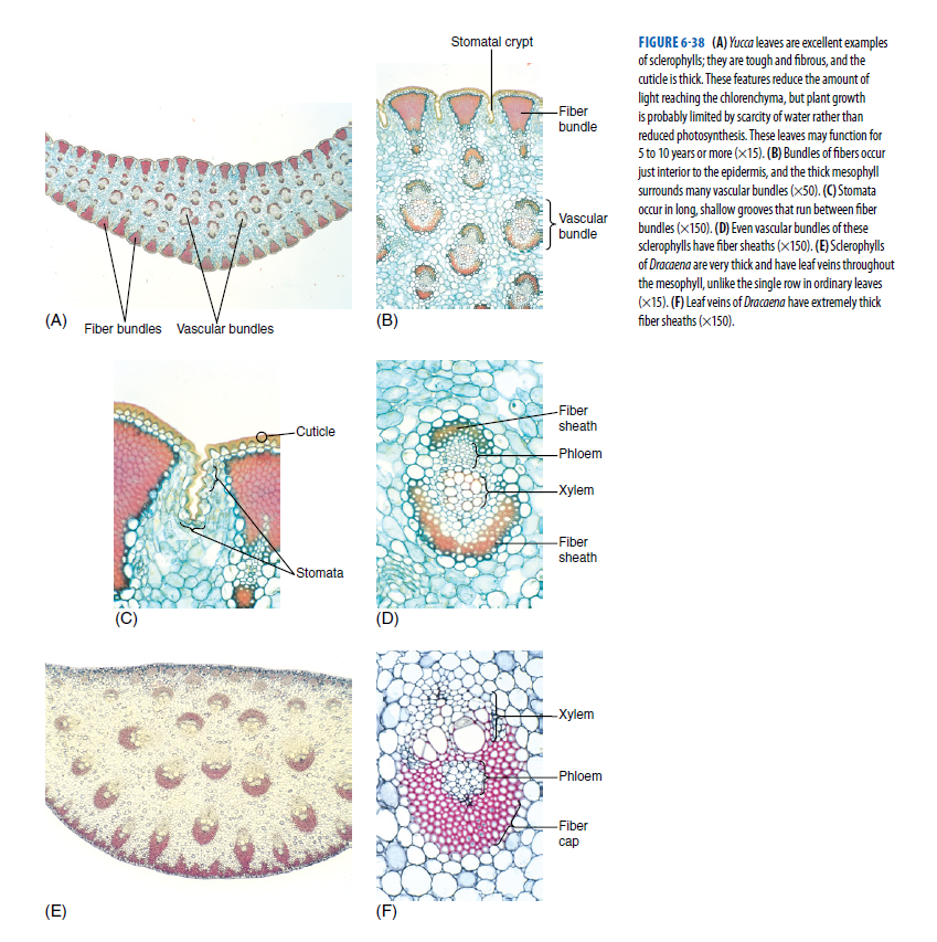 Stomatal crypt
FIGURE 6-38 (A) Yucca leaves are excellent examples
of sclerophylls; they are tough and fibrous, and the
cutidle is thick. These features reduce the amount of
light reaching the chlorenchyma, but plant growth
is probably limited by scarcity of water rather than
reduced photosynthesis. These leaves may function for
5 to 10 years or more (x15). (B) Bundles of fibers occur
just interior to the epidermis, and the thick mesophyll
surrounds many vascular bundles (x50). (C) Stomata
occur in long, shallow grooves that run between fiber
bundles (x150). (D) Even vascular bundles of these
sclerophylls have fiber sheaths (x150). (E) Sdlerophylls
of Dracaena are very thick and have leaf veins throughout
the mesophyll, unlike the single row in ordinary leaves
(x15). (F) Leaf veins of Dracaena have extremely thick
-Fiber
bundle
Vascular
bundle
(A)
Fiber bundles Vascular bundles
(B)
fiber sheaths (x150).
Fiber
sheath
Cuticle
-Phloem
-Xylem
Fiber
sheath
AStomata
(D)
-Xylem
-Phloem
-Fiber
саp
(E)
(F)

