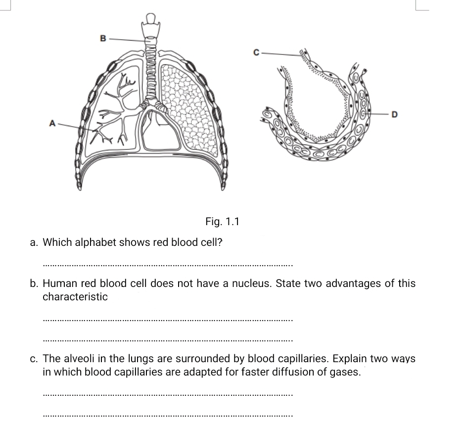 B
D
A
Fig. 1.1
a. Which alphabet shows red blood cell?
b. Human red blood cell does not have a nucleus. State two advantages of this
characteristic
c. The alveoli in the lungs are surrounded by blood capillaries. Explain two ways
in which blood capillaries are adapted for faster diffusion of gases.
.........
..... ......
