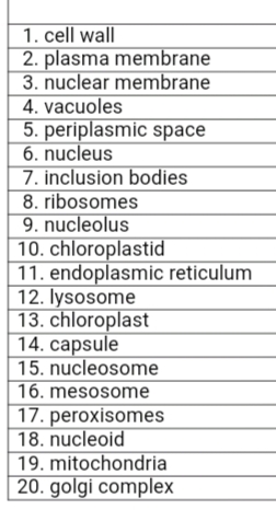 1. cell wall
2. plasma membrane
3. nuclear membrane
4. vacuoles
5. periplasmic space
6. nucleus
7. inclusion bodies
8. ribosomes
9. nucleolus
10. chloroplastid
11. endoplasmic reticulum
12. lysosome
13. chloroplast
14. capsule
15. nucleosome
16. mesosome
17. peroxisomes
18. nucleoid
19. mitochondria
20. golgi complex
